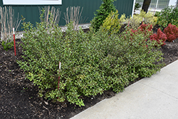 Vinho Verde Weigela (Weigela florida 'SMNWFBGV') at Lakeshore Garden Centres