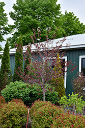 Midnight Express Redbud (Cercis canadensis 'RNI-RCC3') at Lakeshore Garden Centres