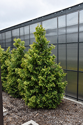 Polar Gold Arborvitae (Thuja occidentalis 'SMTOYB') at Lakeshore Garden Centres