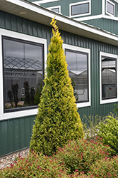 Fluffy Arborvitae (Thuja plicata 'SMNTPGF') at Lakeshore Garden Centres