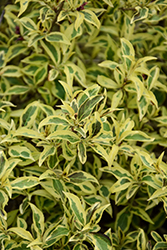 Bubbly Wine Weigela (Weigela florida 'FLORACLAR') at Lakeshore Garden Centres