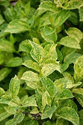 Illuminati Sparks Mockorange (Philadelphus coronarius 'SMNPVB') at Lakeshore Garden Centres