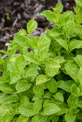 Illuminati Sparks Mockorange (Philadelphus coronarius 'SMNPVB') at Lakeshore Garden Centres