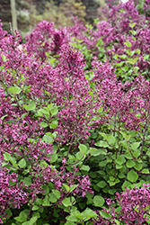 Bloomerang Ballet Reblooming Lilac (Syringa 'SMNSPH') at Lakeshore Garden Centres