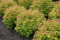 Double Play Big Bang Spirea (Spiraea 'Tracy') at Lakeshore Garden Centres