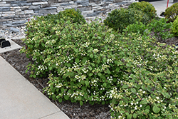 Steady Eddy Doublefile Viburnum (Viburnum plicatum 'NCVP1') at Lakeshore Garden Centres