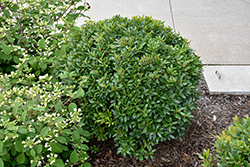 Strongbox Inkberry Holly (Ilex glabra 'ILEXFARROWTRACEY') at Lakeshore Garden Centres