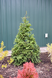 Cedar Rapids Falsecypress (Chamaecyparis pisifera 'RutCham1') at Lakeshore Garden Centres
