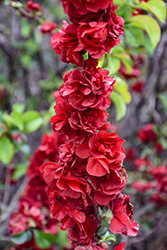 Double Take Scarlet Flowering Quince (Chaenomeles speciosa 'Scarlet Storm') at Lakeshore Garden Centres