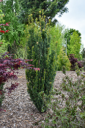 Stonehenge Skinny Yew (Taxus x media 'SMNTHDPF') at Lakeshore Garden Centres