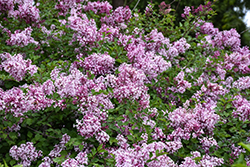 Bloomerang Purpink Lilac (Syringa 'SMNSPTP') at Lakeshore Garden Centres