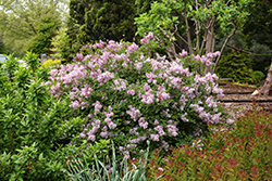 Bloomerang Purpink Lilac (Syringa 'SMNSPTP') at Lakeshore Garden Centres