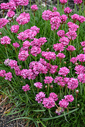 Bloodstone Sea Thrift (Armeria maritima 'Bloodstone') at Lakeshore Garden Centres