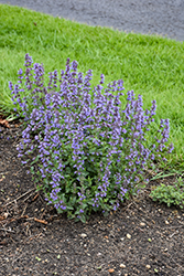 Purrsian Blue Catmint (Nepeta x faassenii 'Purrsian Blue') at Lakeshore Garden Centres