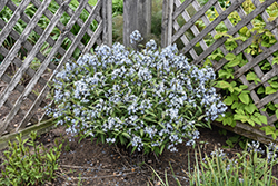 Storm Cloud Bluestar (Amsonia tabernaemontana 'Storm Cloud') at Lakeshore Garden Centres