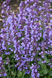 Cat's Pajamas Catmint (Nepeta 'Cat's Pajamas') at Lakeshore Garden Centres
