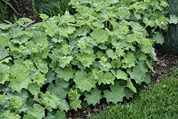 Lady's Mantle (Alchemilla mollis) at Lakeshore Garden Centres