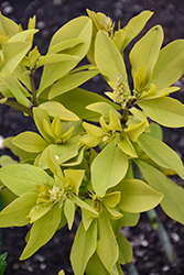 Golden Anniversary False Indigo (Baptisia 'Golden Anniversary') at Lakeshore Garden Centres