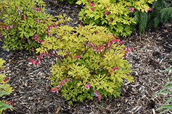 Ruby Gold Bleeding Heart (Dicentra spectabilis 'Ruby Gold') at Lakeshore Garden Centres