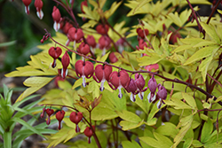 Ruby Gold Bleeding Heart (Dicentra spectabilis 'Ruby Gold') at Lakeshore Garden Centres