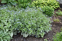 Queen of Hearts Bugloss (Brunnera macrophylla 'Queen of Hearts') at Lakeshore Garden Centres