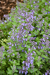 Picture Purrfect Catmint (Nepeta 'Picture Purrfect') at Lakeshore Garden Centres