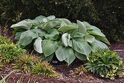 Shadowland Empress Wu Hosta (Hosta 'Empress Wu') at Lakeshore Garden Centres
