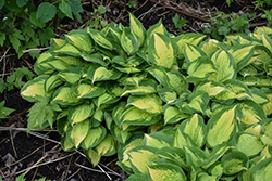 Island Breeze Hosta (Hosta 'Island Breeze') at Lakeshore Garden Centres