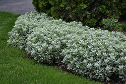 Silver Lining Artemisia (Artemisia 'Silver Lining') at Lakeshore Garden Centres