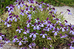Eco Artist Palette Mountain Pansy (Viola pedata 'Eco Artist Palette') at Lakeshore Garden Centres