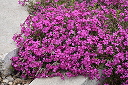 Mountainside Majestic Magenta Phlox (Phlox 'Majestic Magenta') at Lakeshore Garden Centres