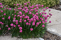 Bloodstone Sea Thrift (Armeria maritima 'Bloodstone') at Lakeshore Garden Centres