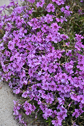 Eye Shadow Creeping Phlox (Phlox subulata 'Eye Shadow') at Lakeshore Garden Centres