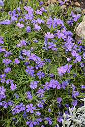 Rocky Road Violet Blue Phlox (Phlox 'Rocky Road Violet Blue') at Lakeshore Garden Centres