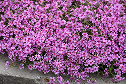 Eye Caramba Creeping Phlox (Phlox subulata 'Eye Caramba') at Lakeshore Garden Centres