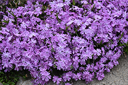 Spring Bling Pink Sparkles Creeping Phlox (Phlox subulata 'Pink Sparkles') at Lakeshore Garden Centres