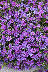 Bedazzled Pink Phlox (Phlox 'Bedazzled Pink') at Lakeshore Garden Centres
