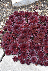 Peggy Hens And Chicks (Sempervivum 'Peggy') at Lakeshore Garden Centres