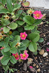 Tristan Strawberry (Fragaria 'Tristan') at Lakeshore Garden Centres