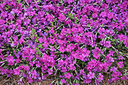 Rocky Road Magenta Phlox (Phlox 'Rocky Road Magenta') at Lakeshore Garden Centres