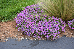 Rocky Road Grape Phlox (Phlox 'Rocky Road Grape') at Lakeshore Garden Centres