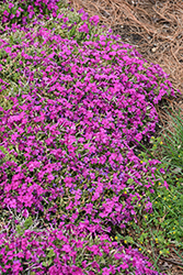 Rocky Road Magenta Phlox (Phlox 'Rocky Road Magenta') at Lakeshore Garden Centres