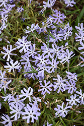 Top Notch Phlox (Phlox bifida 'Top Notch') at Lakeshore Garden Centres