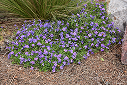 Rocky Road Violet Blue Phlox (Phlox 'Rocky Road Violet Blue') at Lakeshore Garden Centres