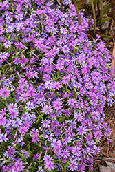 Rocky Road Grape Phlox (Phlox 'Rocky Road Grape') at Lakeshore Garden Centres