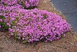 Eye Caramba Creeping Phlox (Phlox subulata 'Eye Caramba') at Lakeshore Garden Centres
