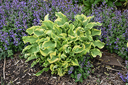 Shadowland Wheee! Hosta (Hosta 'Wheee!') at Lakeshore Garden Centres