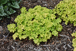 Dolce Apple Twist Coral Bells (Heuchera 'Apple Twist') at Lakeshore Garden Centres