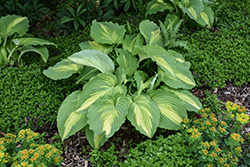 Shadowland Love Story Hosta (Hosta 'Love Story') at Lakeshore Garden Centres