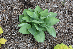 Shadowland Above The Clouds Hosta (Hosta 'Above The Clouds') at Lakeshore Garden Centres
